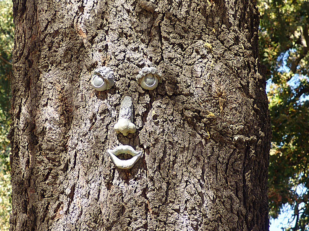 Tree face! by katigarner