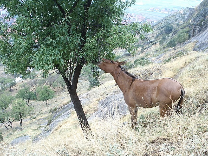 Maska na Markovite kuli "kaj bademchinjata" - Prilep by tgoce