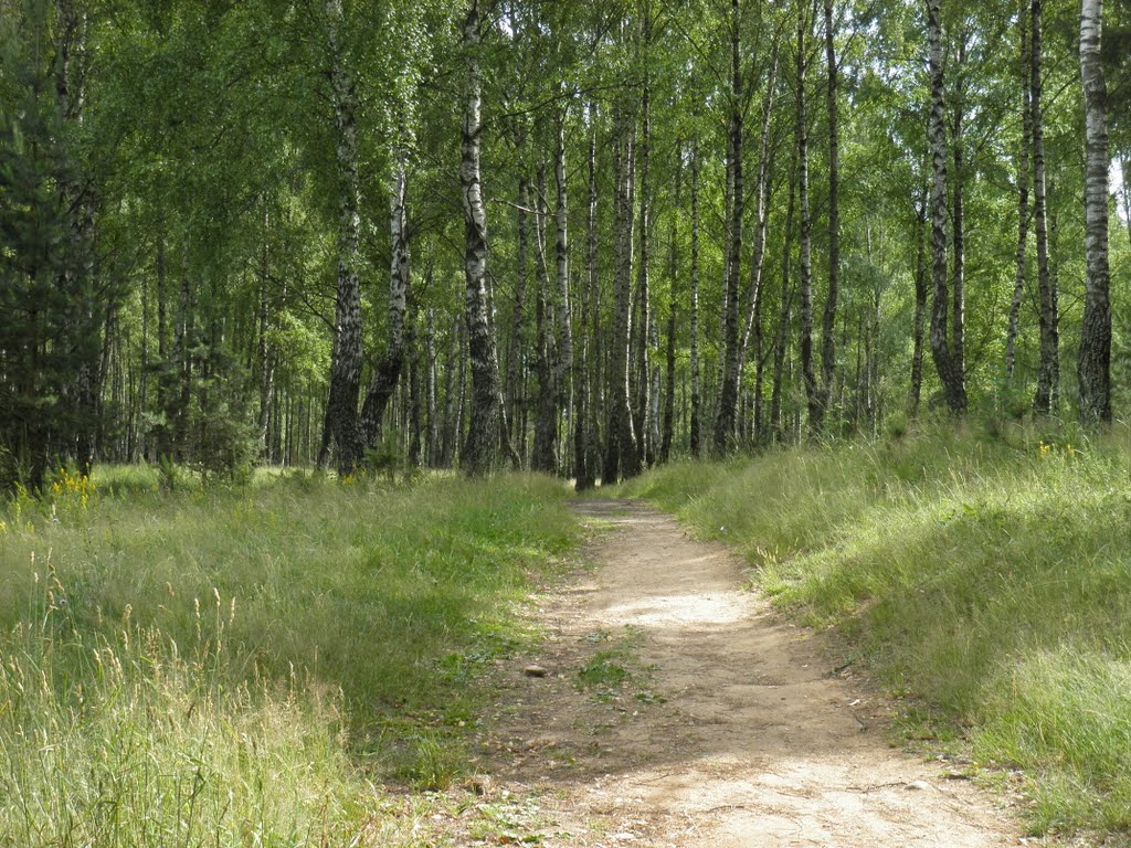 Forest Pathway / Лясная трапінка / Лесная тропинка / 森林之小路 by Zagorelsky