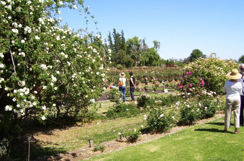 Ruston's Rose Garden, Renmark by Sam Hancock