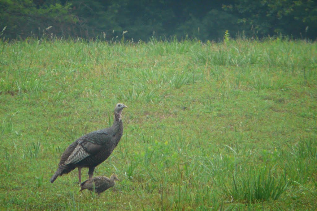 Wild Turkeys by Jessica G.