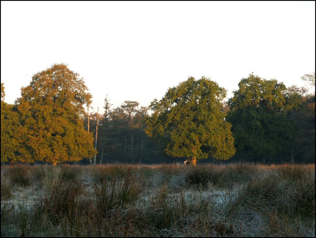 Onstwedde: Natuurgebied bij Smeerling by © Dennis Wubs