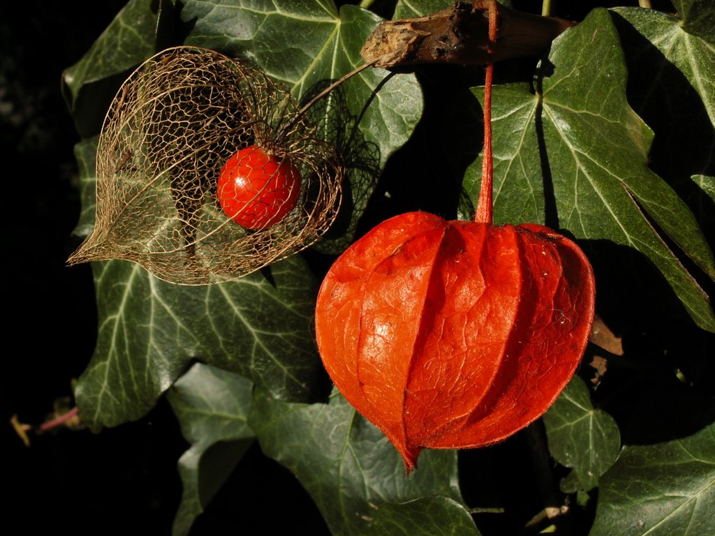 Chinees lantaarntje voor hedera by Tjeert.Mensinga ©