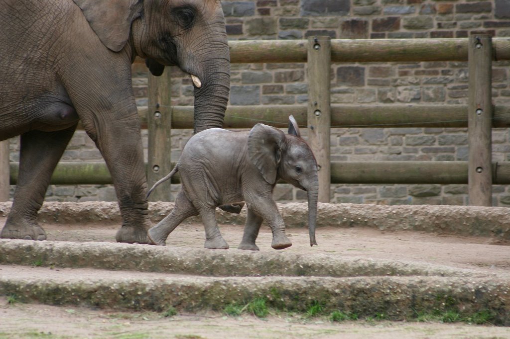 Zoo Wuppertal by ringfotograf