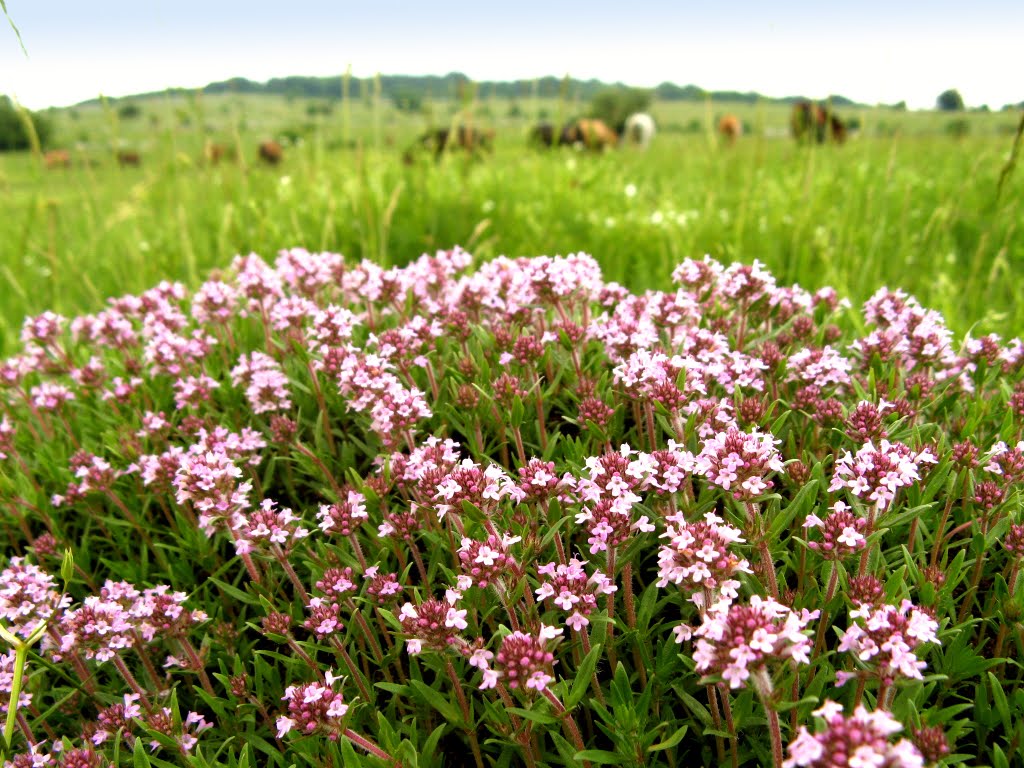 Крым, Долгоруковская яйла, Июнь, цветёт Чабрец-Тимьян (Thymus) by al_ka