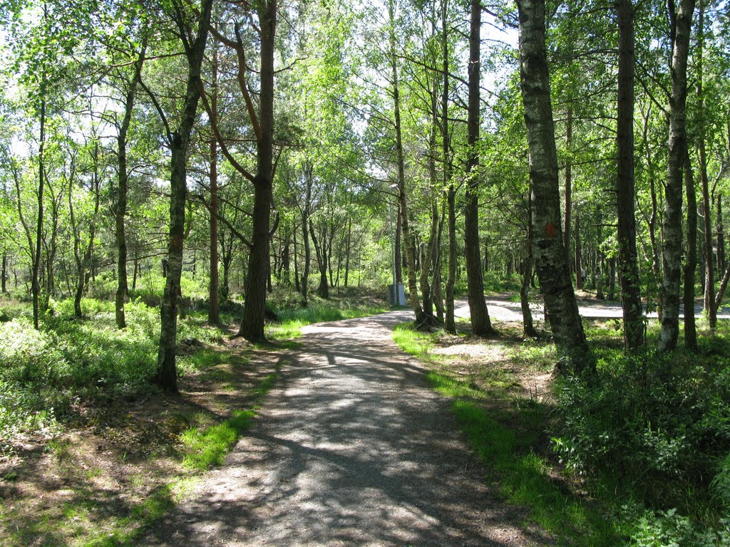 Trail south of lake Surtesjön 2011 by Biketommy