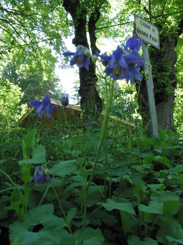 Common Columbine by 6004592