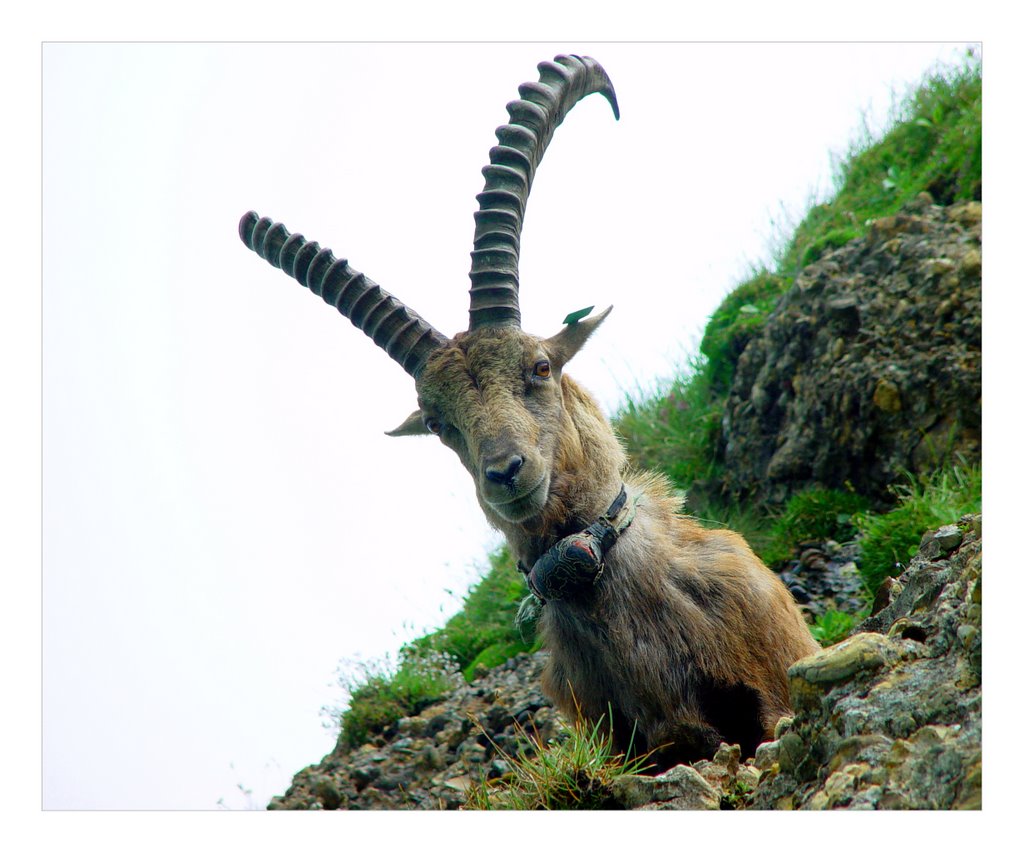 Ein Steinbock!!! by Ronald Hablützel