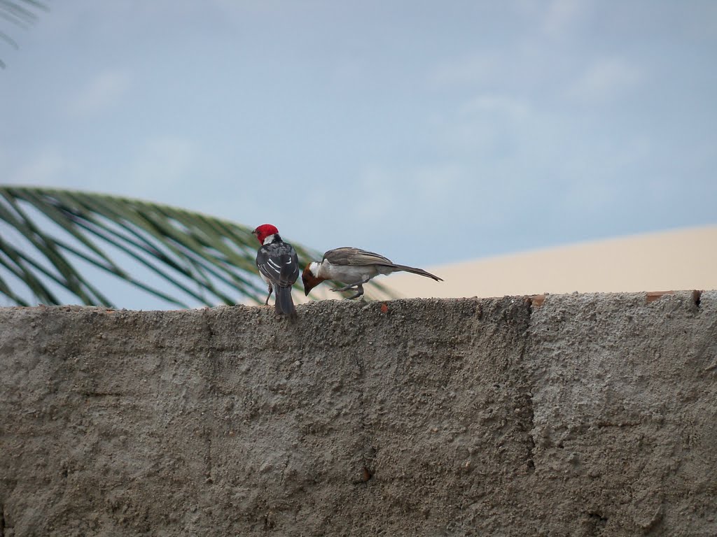 Bailando para su compañero......Jericoacoara by gaucho.pancho