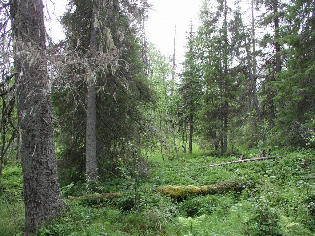 Maunuvaara unprotected old-growth forest by OlliM