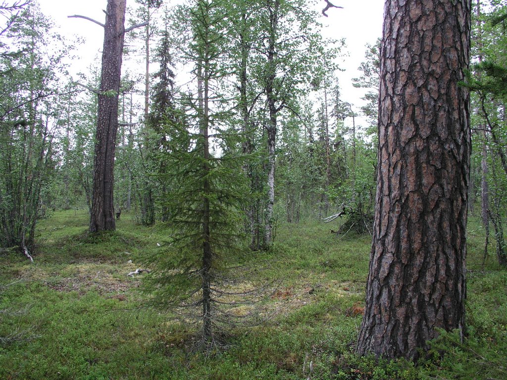 Roukovittikko unprotected old-growth forest 4 by OlliM