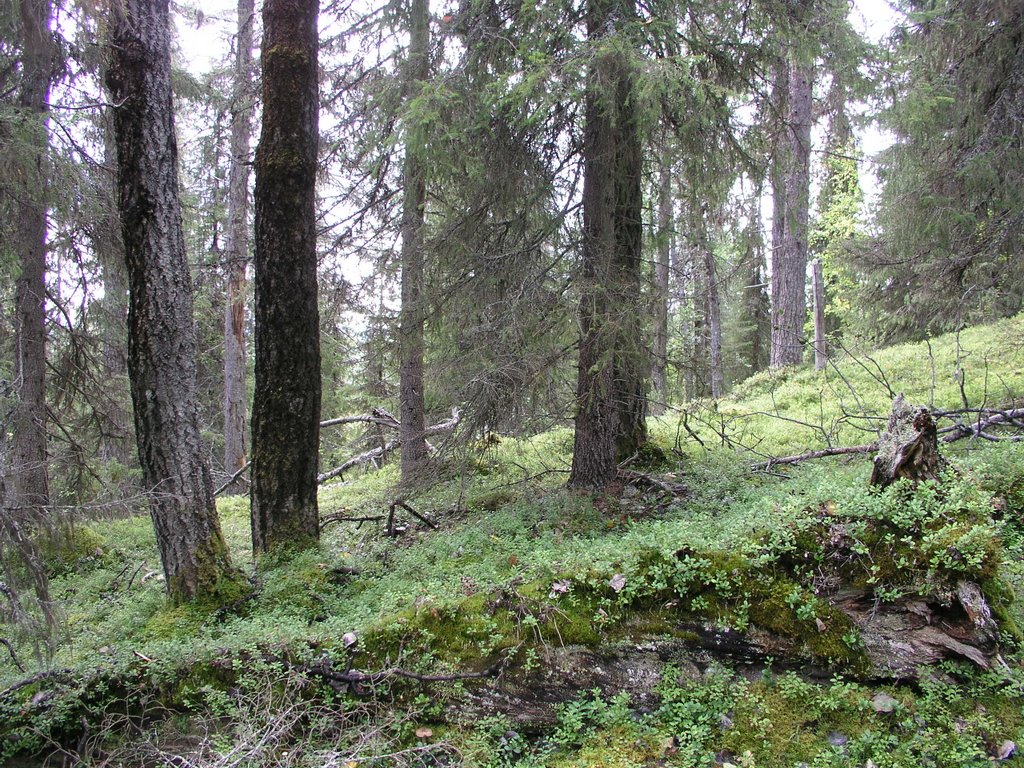 Kruokkenåive unprotected old-growth forest 2 by OlliM