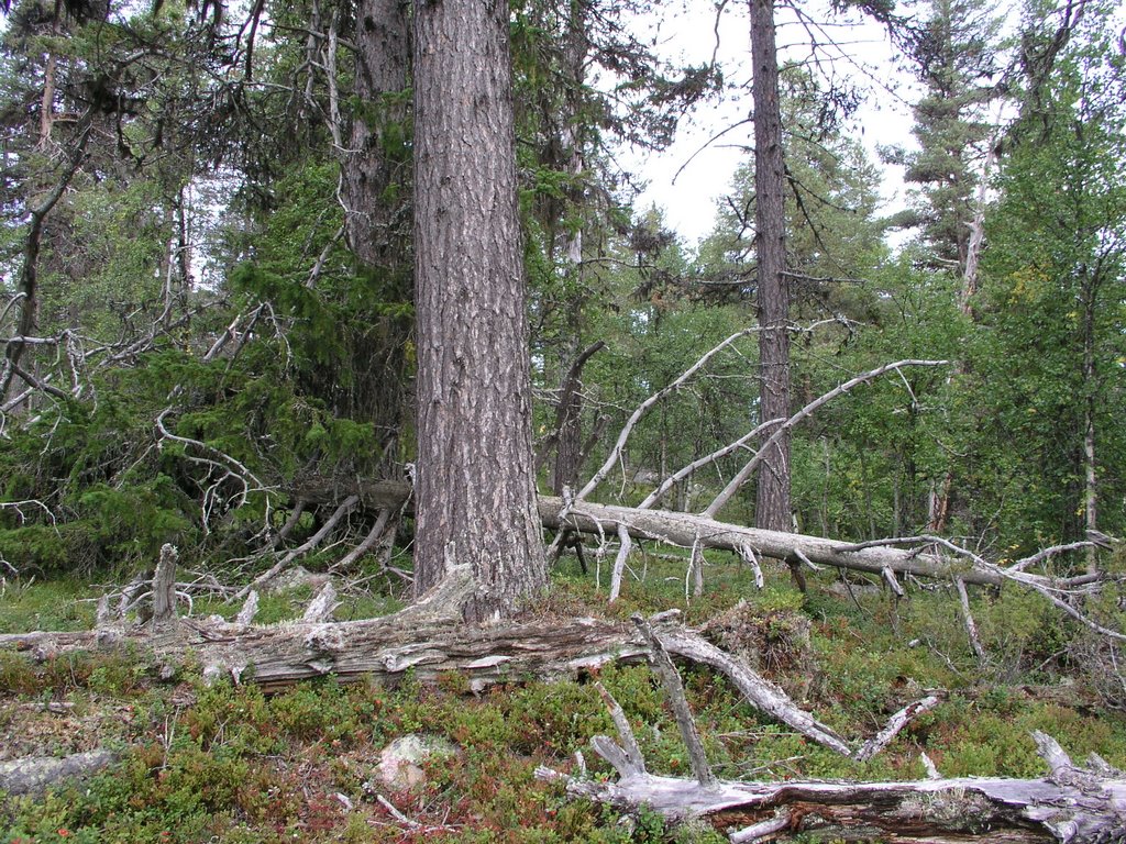 Kruokkenåive unprotected old-growth forest 3 by OlliM