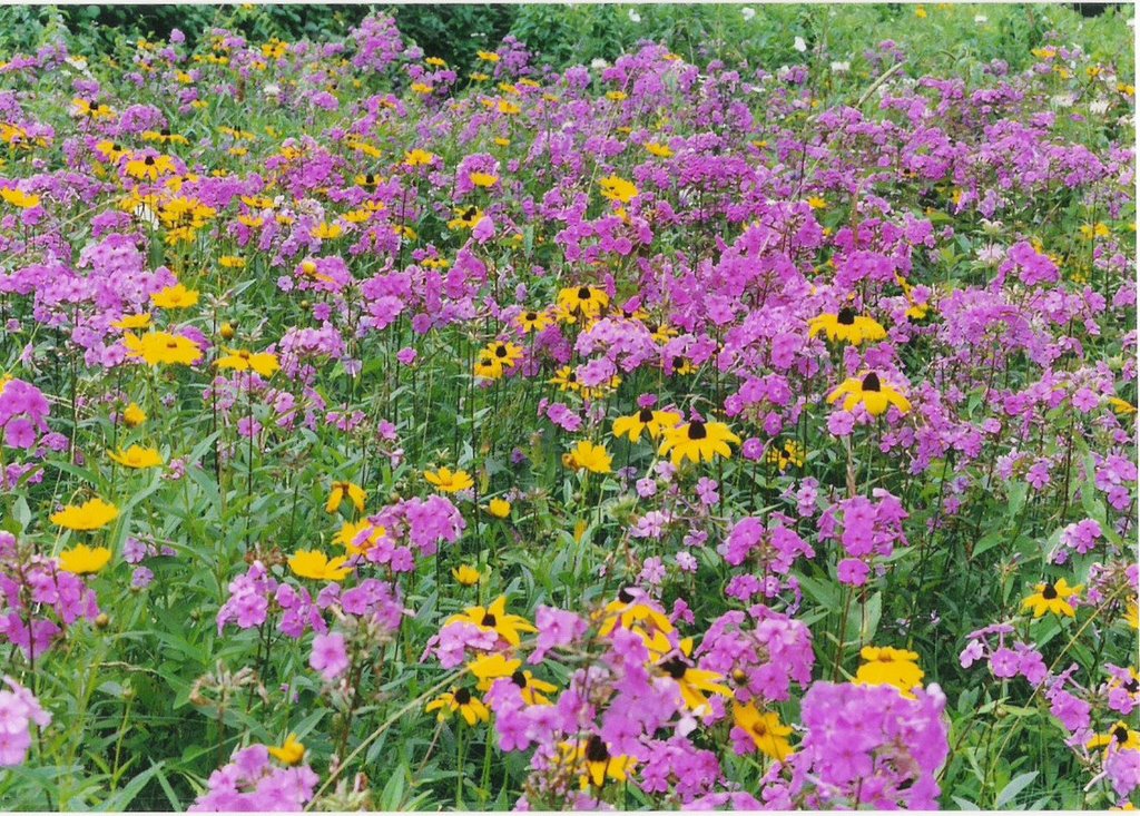 Wild Flowers at Craggy Gardens by Keith N. Altham