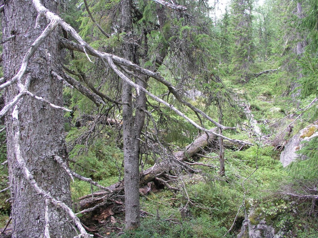 Svantjärnberget unprotected old-growth forest 4 by OlliM