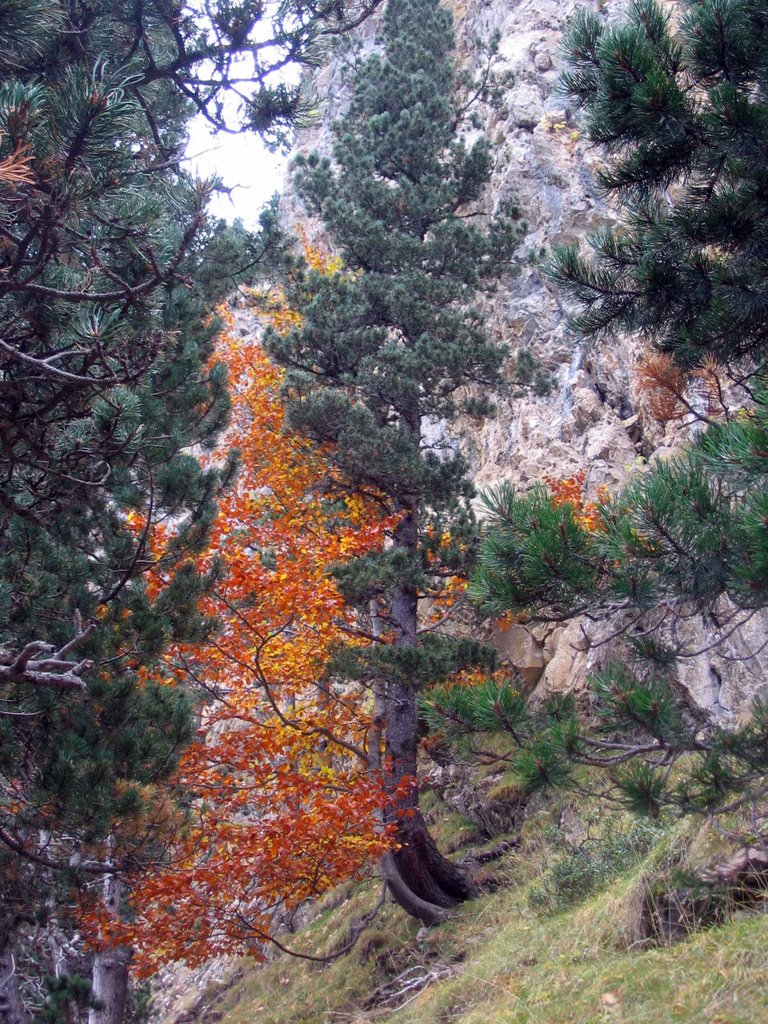 2007_10_16 al 19 otoño senda cazadores_Ordesa by francisco senderos