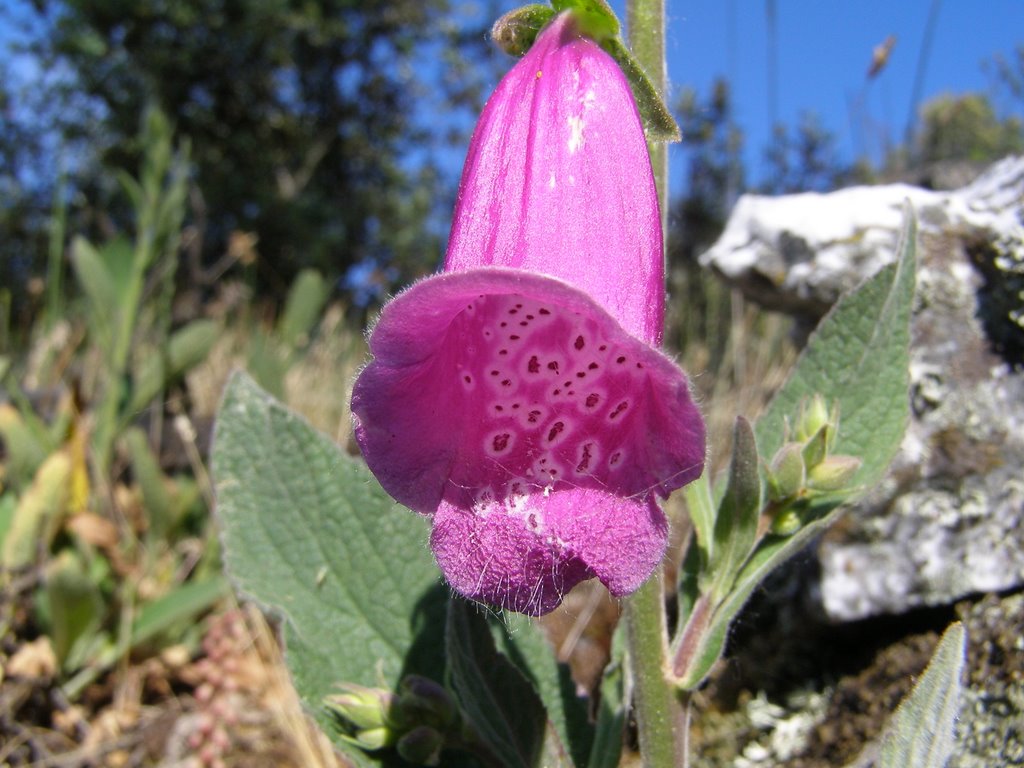 Flor da Dedaleira by Manuel.Rodas