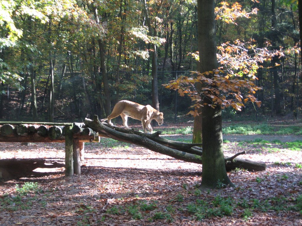 Burgers-Zoo, Arnheim/NL by Rolf C.