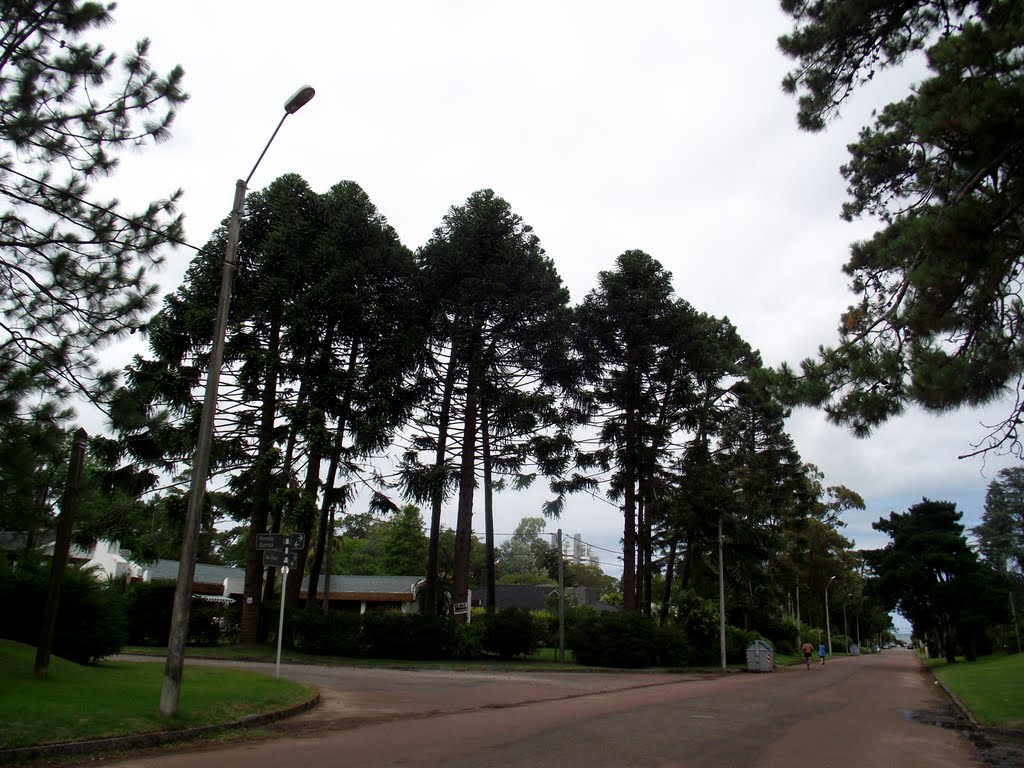 Ejemplares de Araucaria "bunya-bunya" by azahi