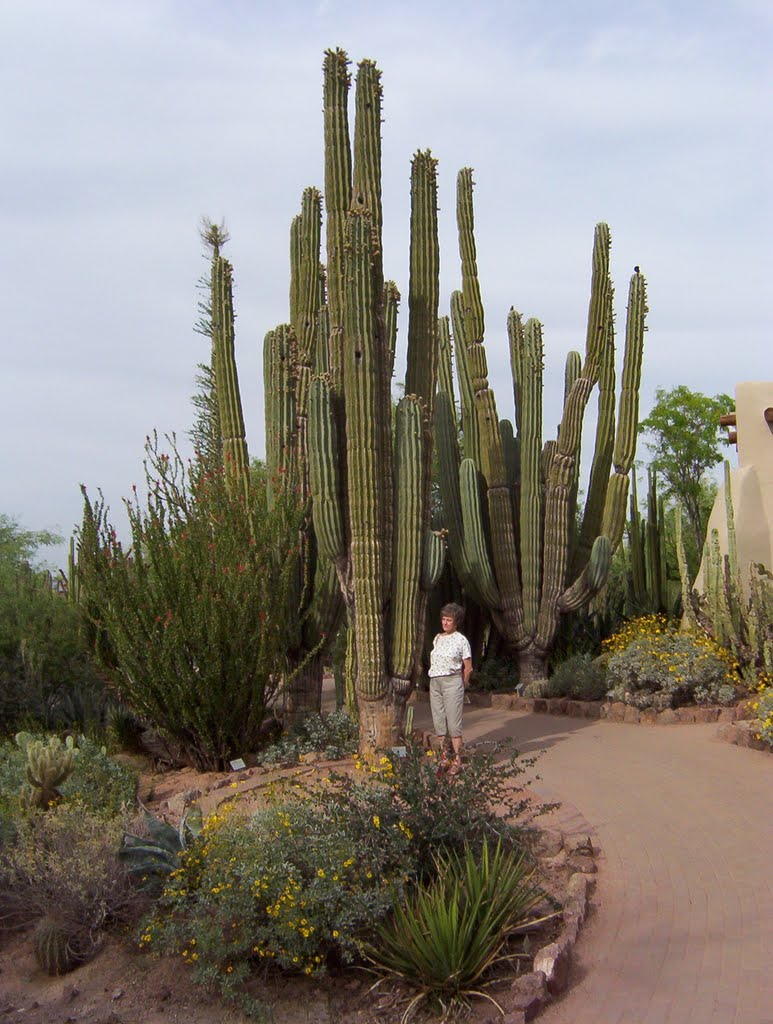 Desert Botanical Gardens by felixhausdorff