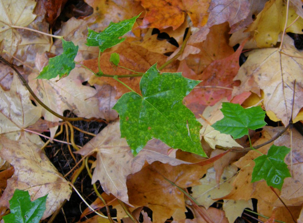 Yesterday's leaves nourish tomorrow's trees by Marilyn Whiteley