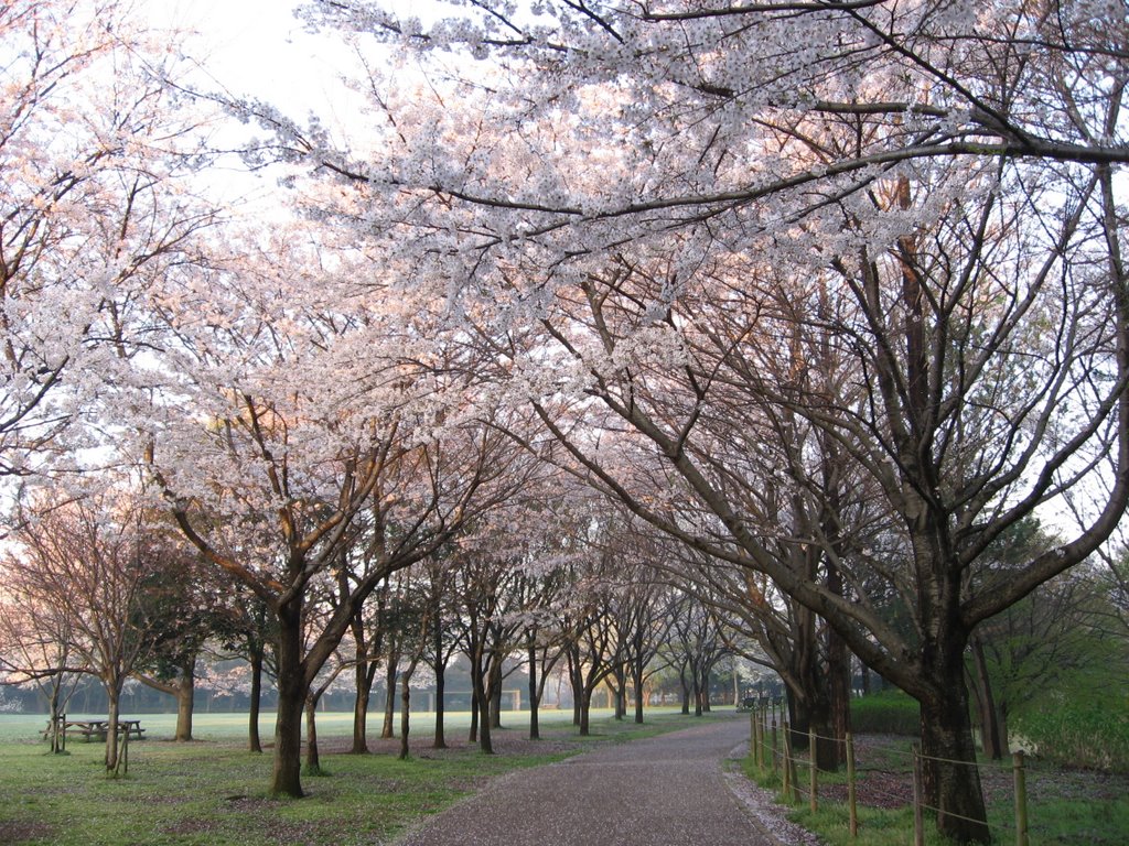 Sakura, Kashiwa-no-ha Park by kazuhide