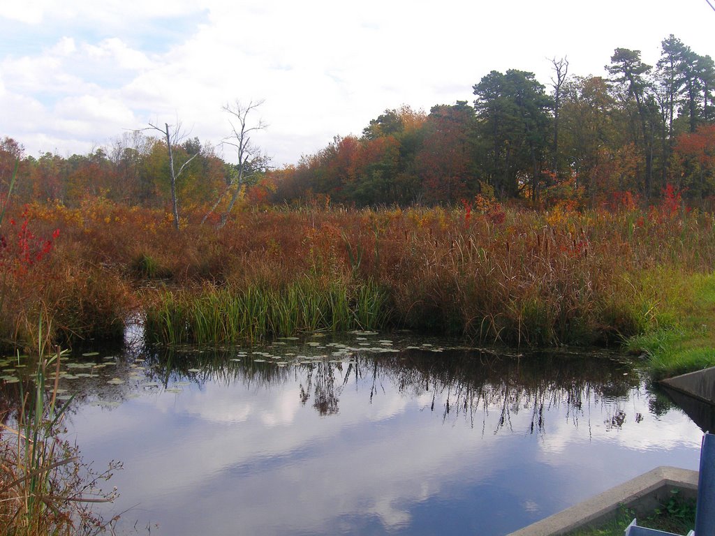 Swamp grass by MAL10587