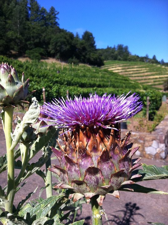 Blooming artichoke NAPA Cali 2011 by xprsyrself