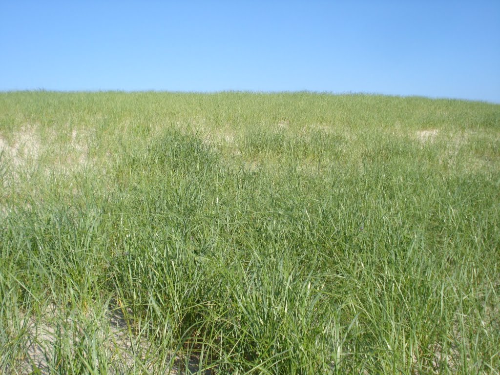 Dune Grass by Cardamom