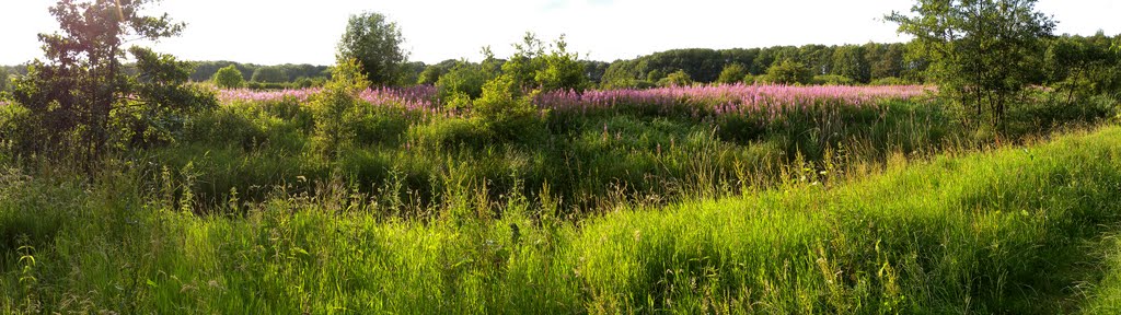 The last piece of wilderness in meerwijk by jan.vanthoff