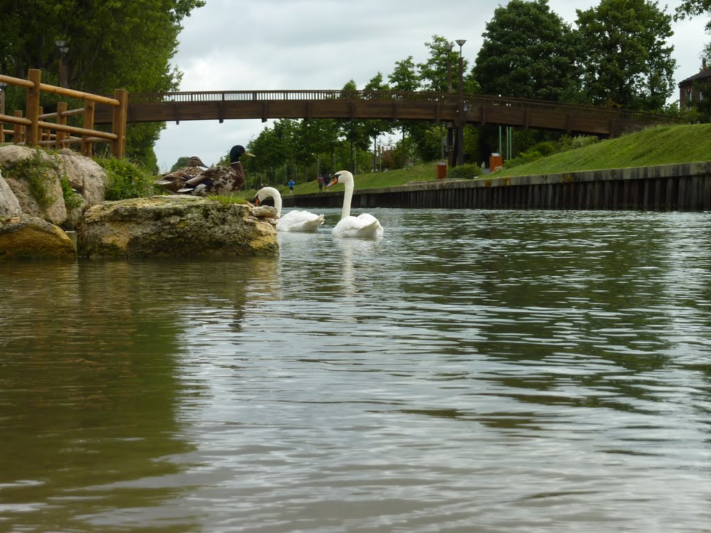 Cygnes de l'ourcq by Petit_louis