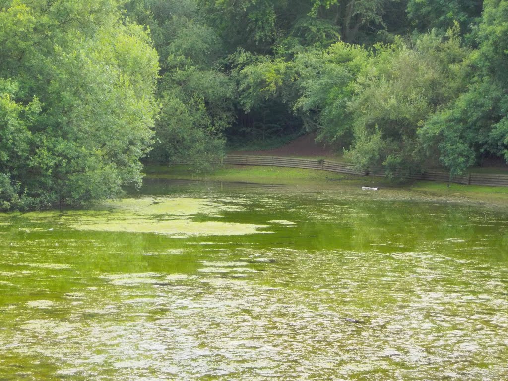 Rush Pond by RogerSmith1946