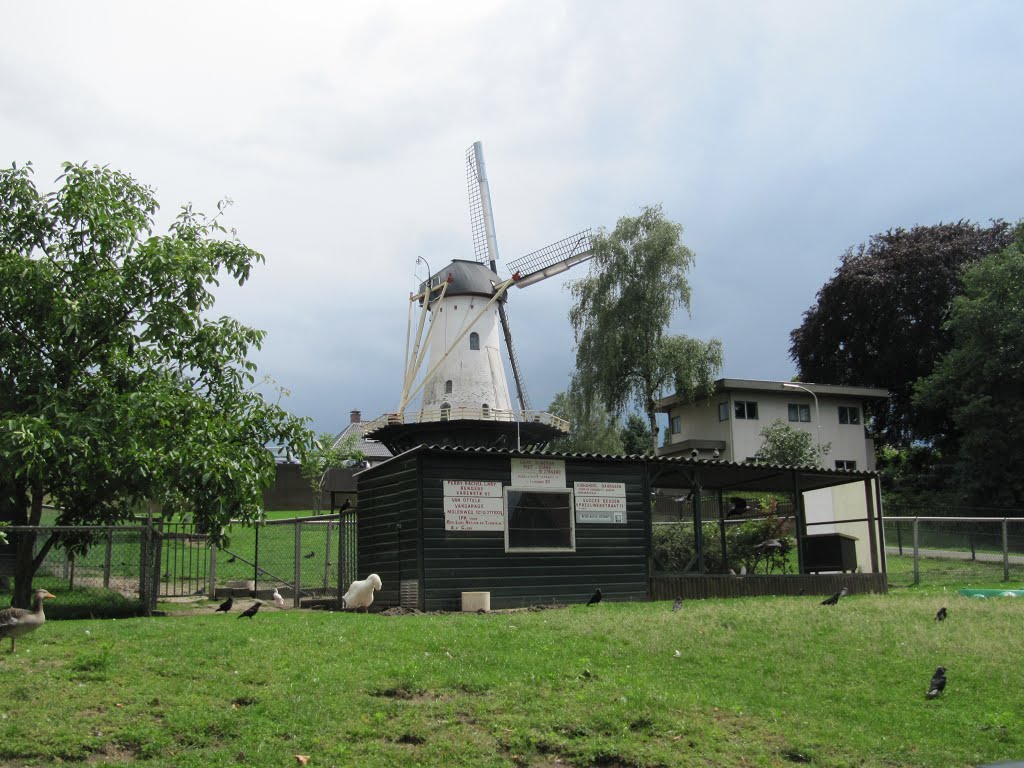 The animal meadow at the Florapark, with De Witte Molen in the background by Willem Nabuurs