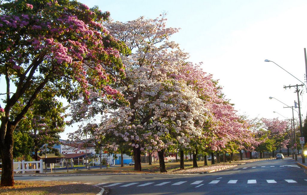 Ipês - Avenida Dona Renata by João Ricardo Pinton