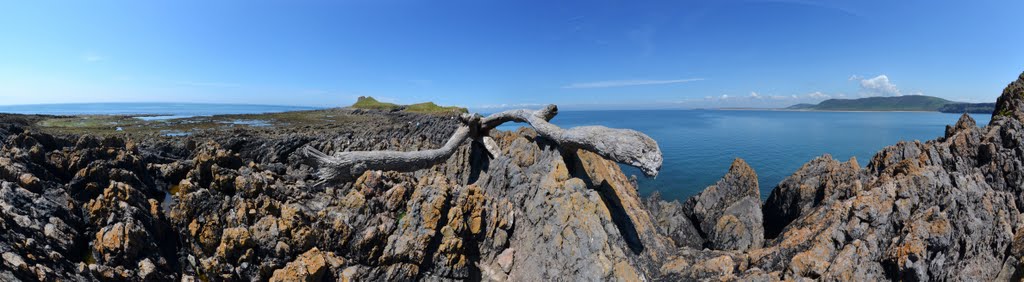 Tree dumped by very high tide by fat-freddies-cat