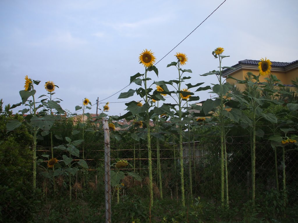 Girasoles en la herrera by emprador