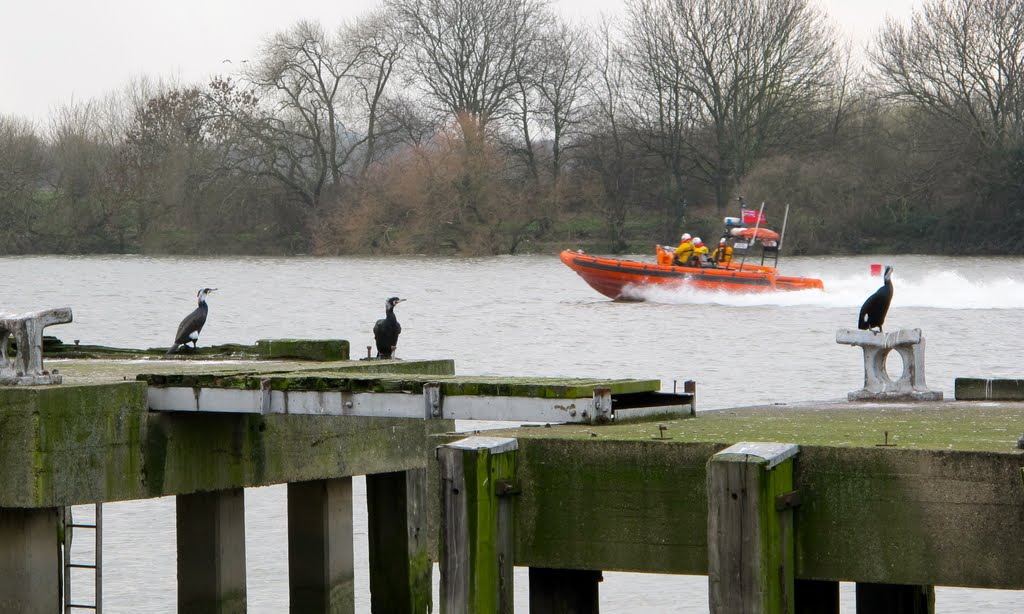 Cormorants - Thames at Hammersmith by tideout1