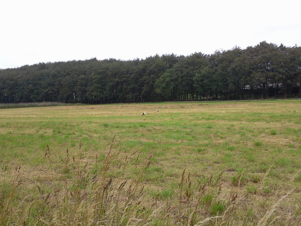 Two storks in a field by kayschutte