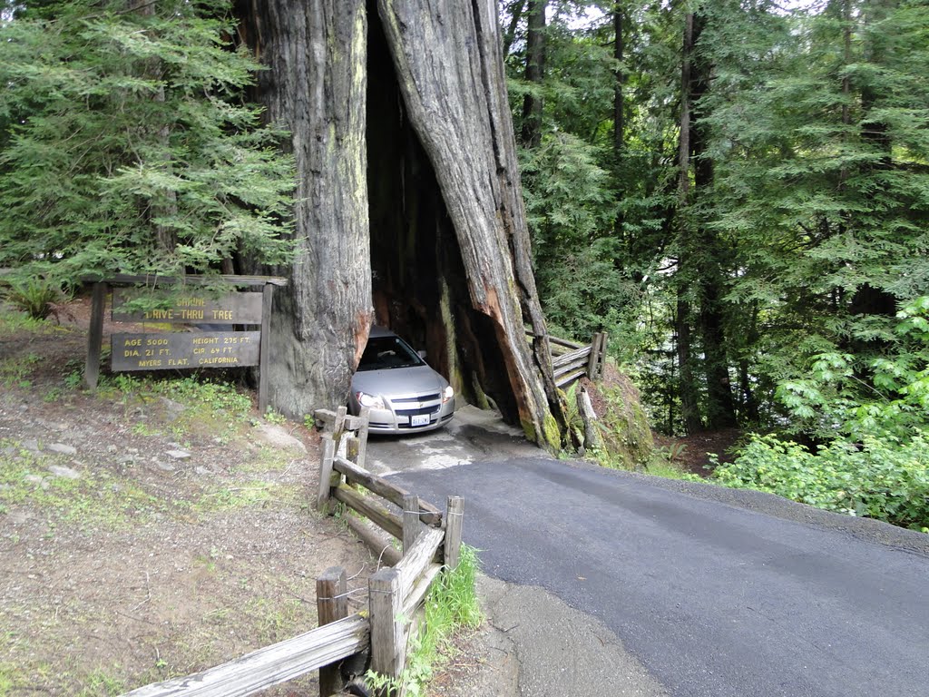 Drive Thru Tree in Myers Flat, CA by Gino Vivi