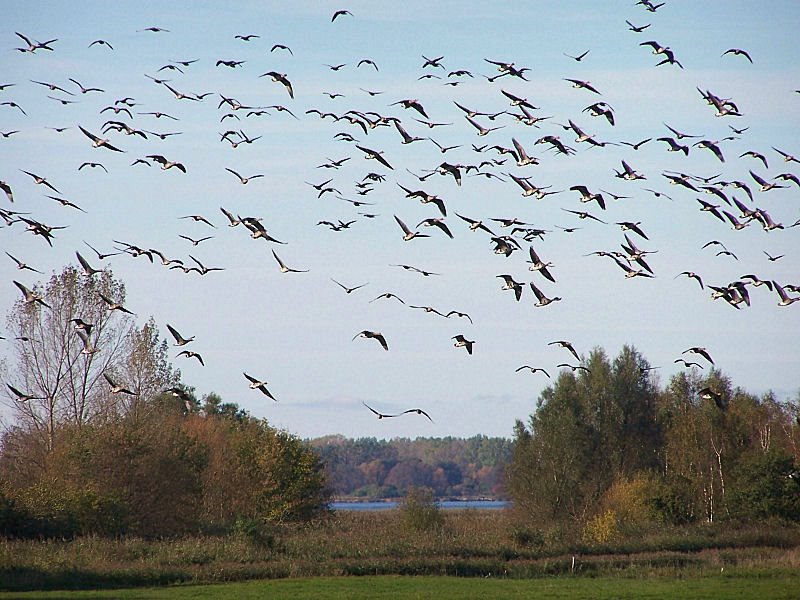 Zug der Wildgänse am Salzhaff by chpagenkopf