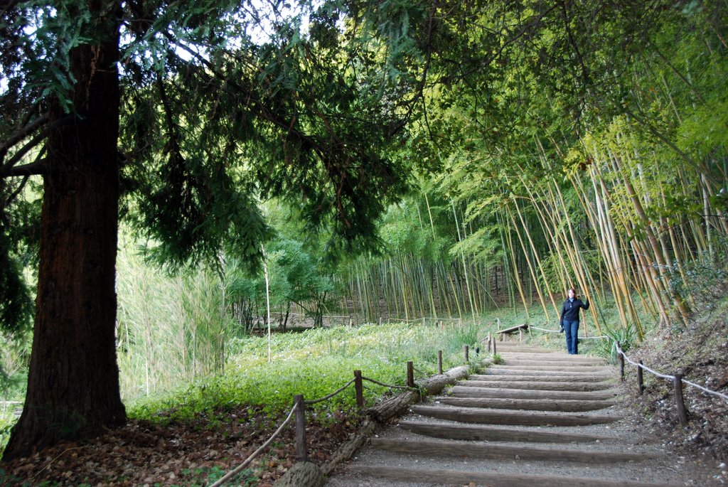 Bamboo garden by Dan Bourque