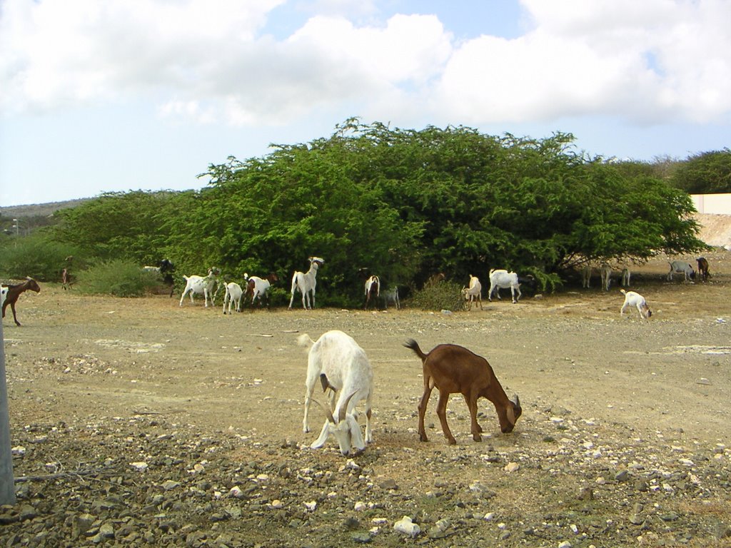 Herd of Wild Goats by Chip.Justis