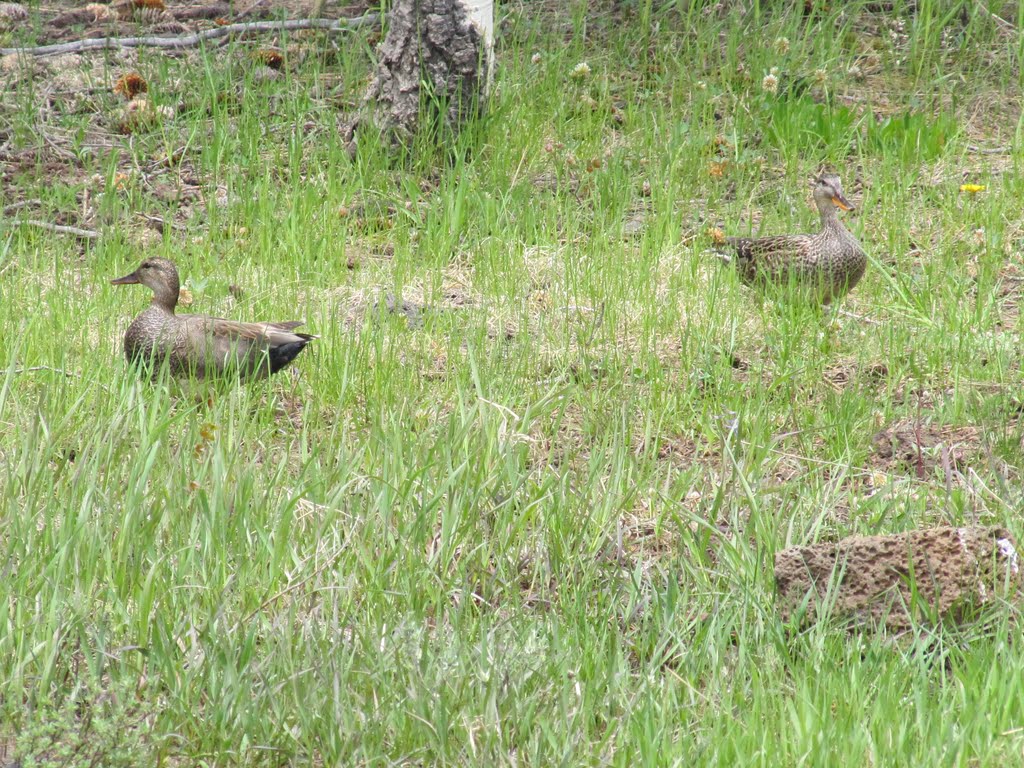 American Black Ducks at Duck Creek by Chris Sanfino