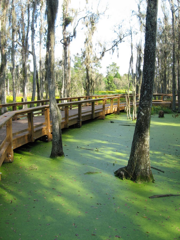 Magnolia Audubon Swamp Gardens by Chris Sanfino