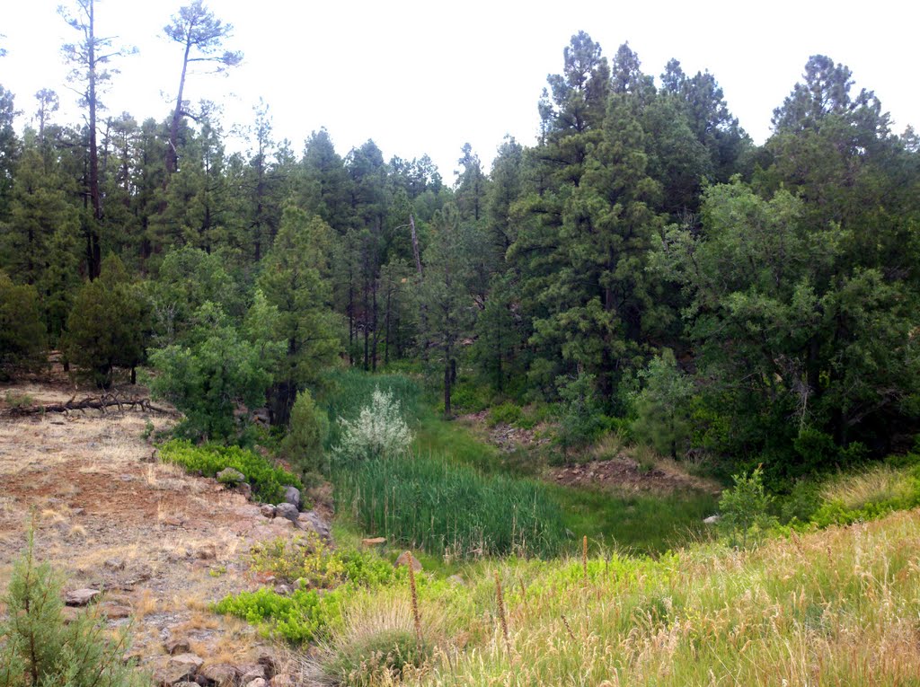 Woodland Reservoir Pine Trees and Plants by CWanamaker