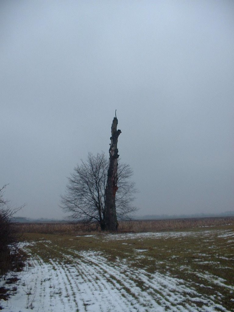 The border tree between Lónya and Mátyus by Szabolcs, Szigeti