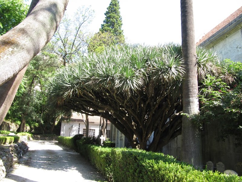 Dragoeiro centenário, Cemitério dos Ingleses em Lisboa by Margarida Bico