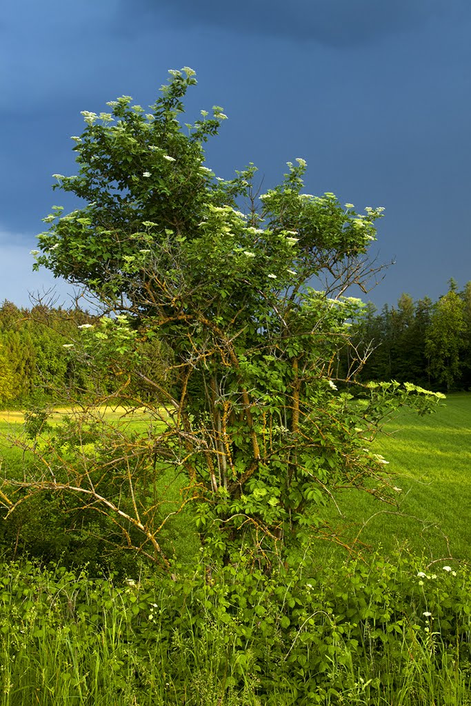 GewitterStimmung_Hintermuelberg by MaCello