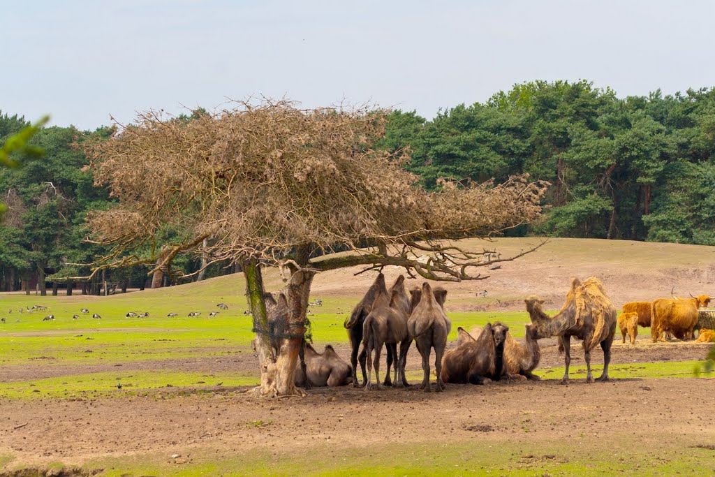 Safaripark by Vincent Hol