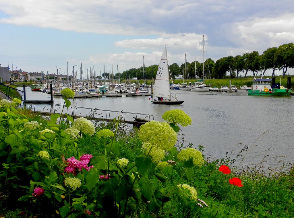 Saint Valéry sur Somme - Fleurs des champs by epaulard59